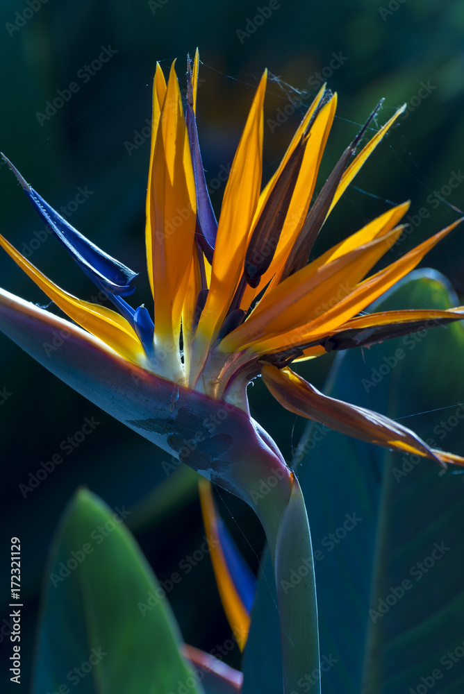 Obraz premium Strelitzia reginae