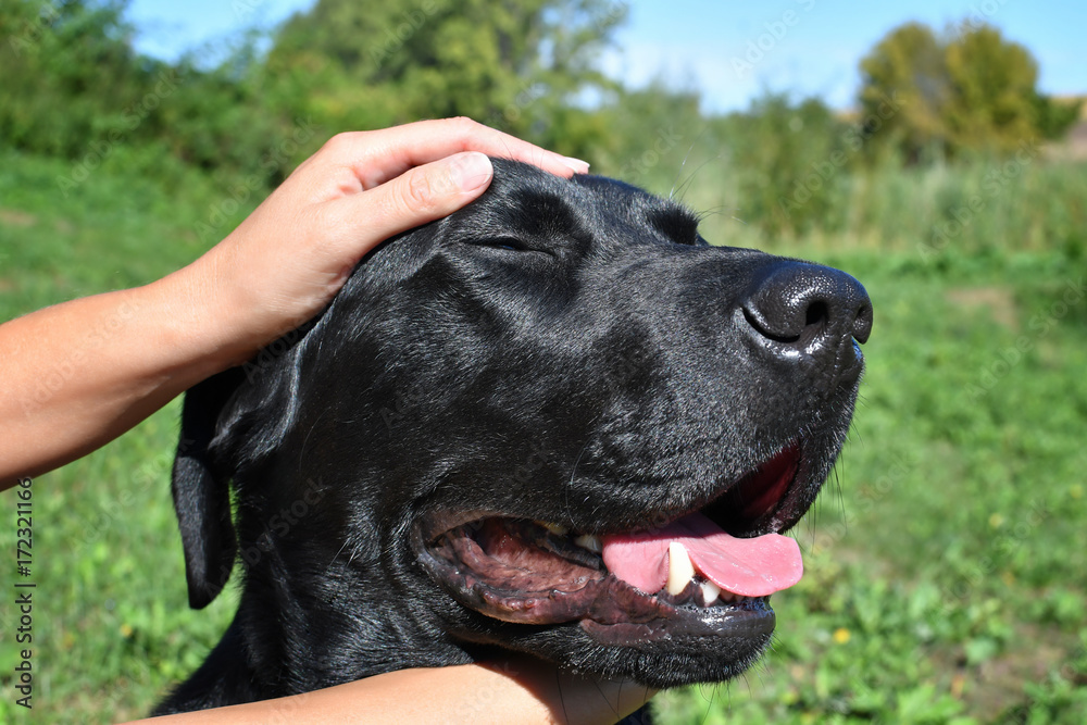 Detail of a black labrador's head in park. Detail of a black labrador's head in park.