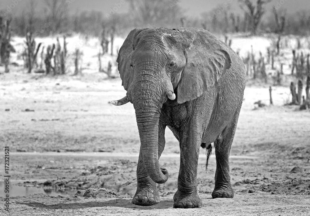 Large Bull elephant in black & white standing on the plains in Hwange , Zimbabw