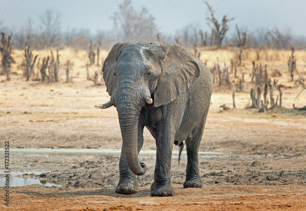 Fototapeta premium African Elephant standing in the African Bush at Nehimba, Hwange, Zimbabwe