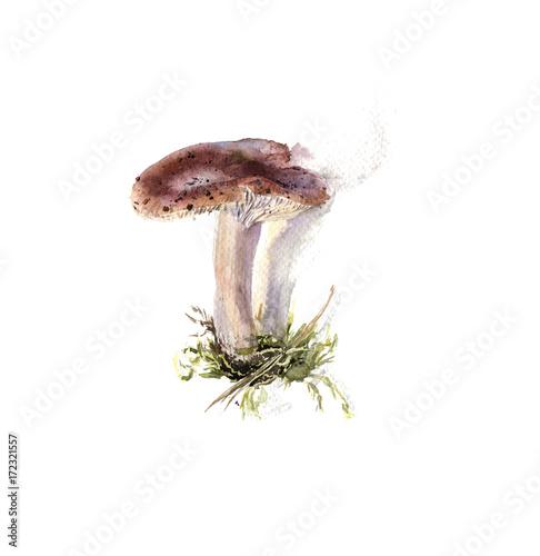 Amanita, poisonous mushroom, hand drawn watercolor