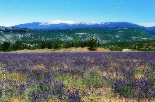 Lavender Field with Mont Ventoux in the background