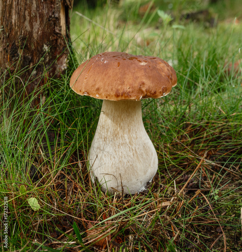 Boletus in forest. Mushrooms searching and picking in forest.