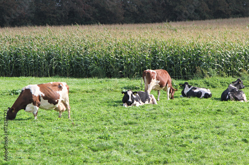 Fototapeta Naklejka Na Ścianę i Meble -  Cows on green meadow. Agriculture industry, livestock farming.