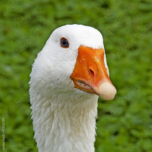 portrait of a white goose