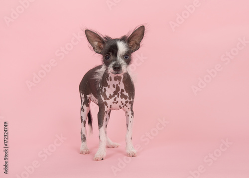 Cute chinese crested puppy dog standing on a pink background