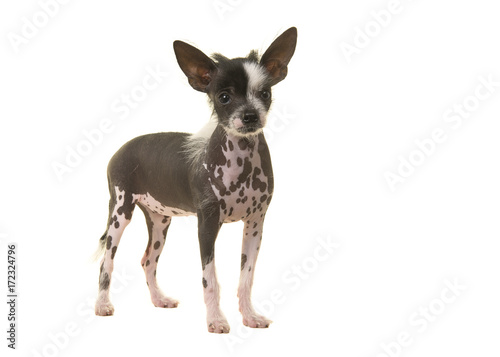Standing chinese crested puppy dog seen from the side isolated on a white background © Elles Rijsdijk