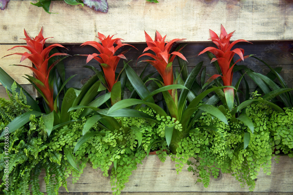 Poster, Print Blume, rot, Bromelia, Weihnachten, 40x26.7 cm