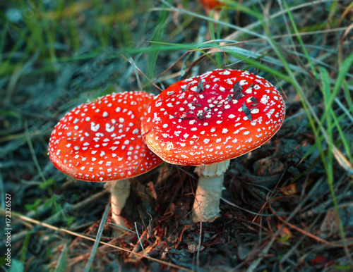 fly agaric mushrooms - Amanita muscaria
 photo