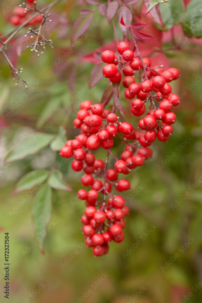 nandina berries close up