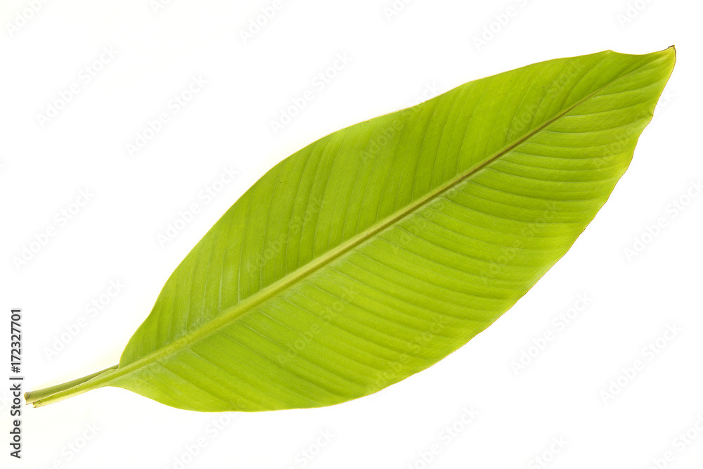 Banana tree leaf isolated on a white background Banana tree leaf isolated on a white background