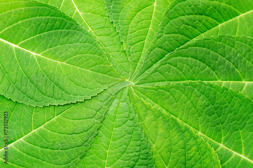 hydrangea leaf for a background.