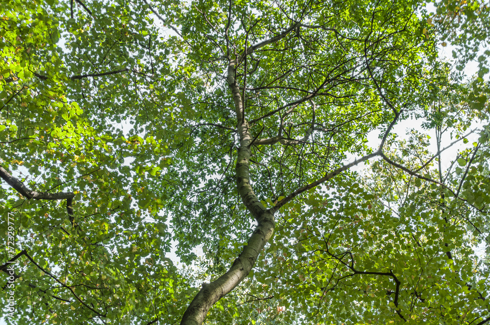 Forest big tree bottom view and sky background Forest big tree bottom view and sky background