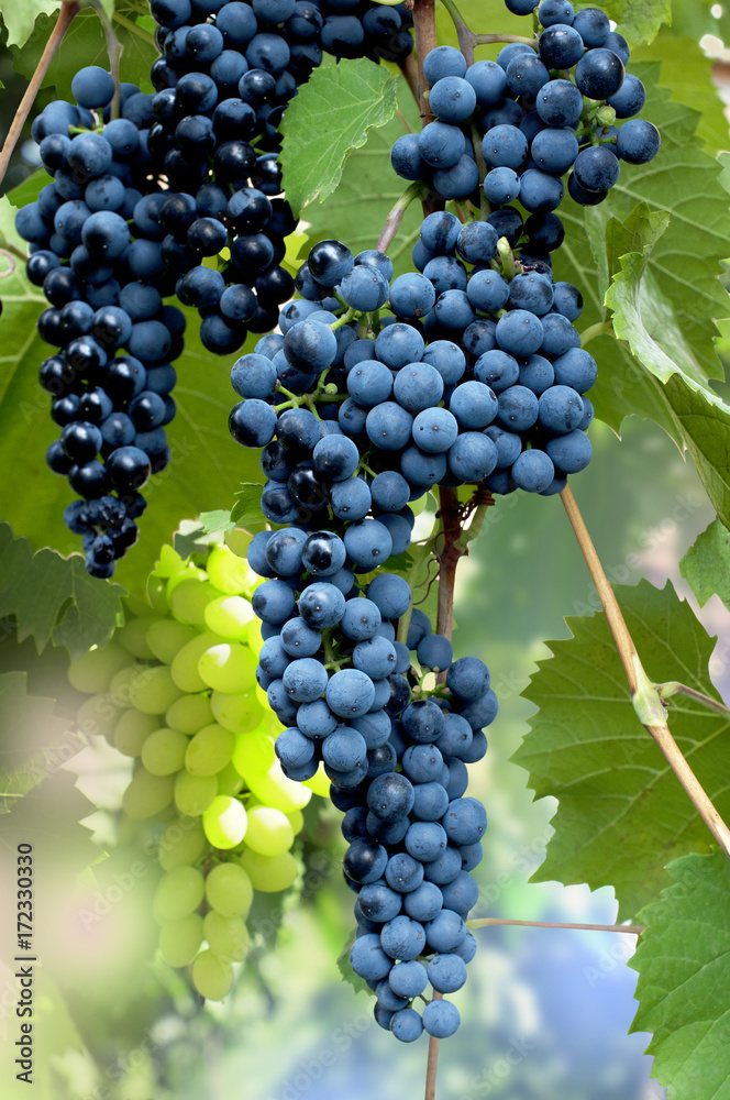 Clusters of blue ripe grapes in a garden