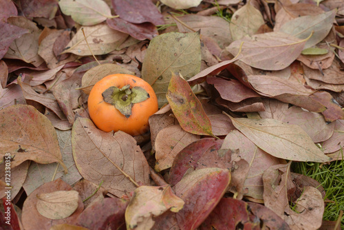 caco on leaves background photo