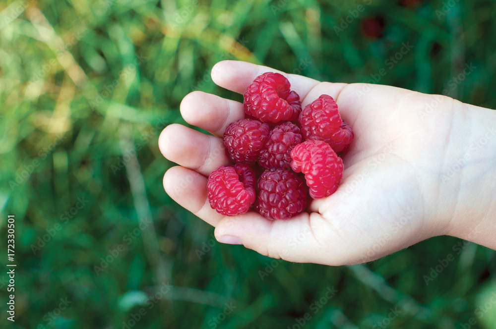 Ripe raspberry in the child's palms on green grass background Ripe raspberry in the child's palms on green grass background