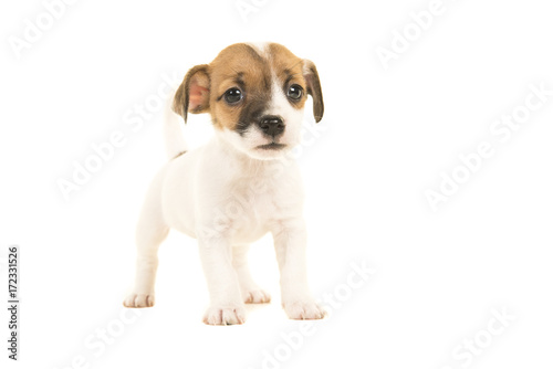 Cute brown and white jack russel terrier puppy seen from the front facing the camera standing isolated on a white background