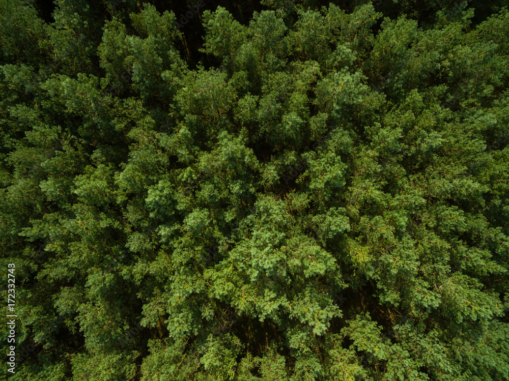 aerial view  of green pine tree forest in european - top view