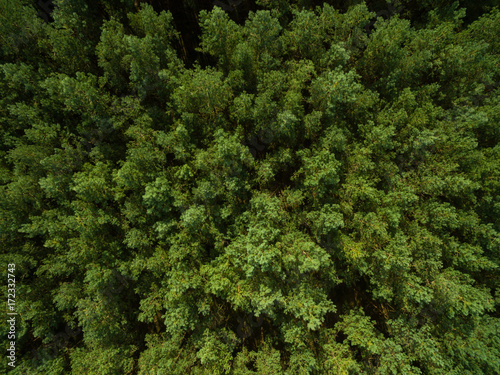 aerial view  of green pine tree forest in european - top view