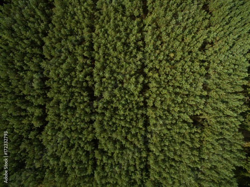 aerial view of green pine tree forest in european - top view