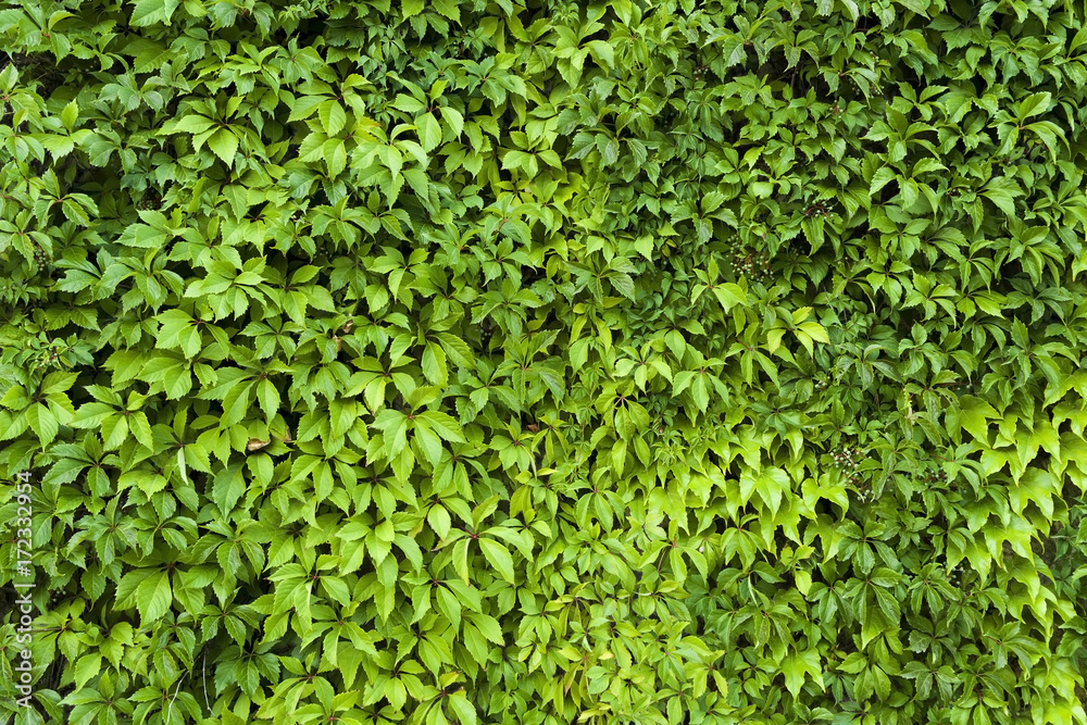 Natural leaves texture of green hedge background. Natural leaves texture of green hedge background.