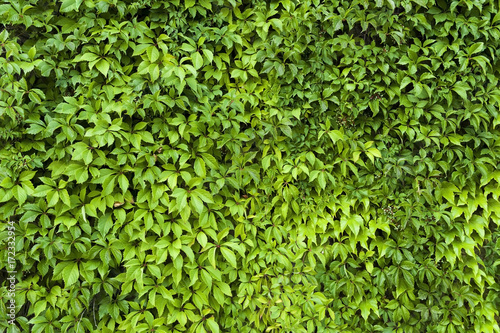 Natural leaves texture of green hedge background.