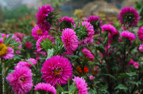 asters in the autumn garden. flower gardens