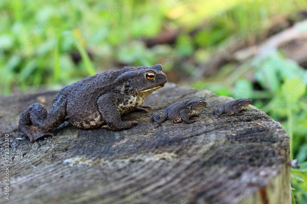 Three identical frogs on a stump in the swamp Three identical frogs on a stump in the swamp