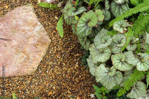 various plant garden with stone  background with copy space for text.  photo