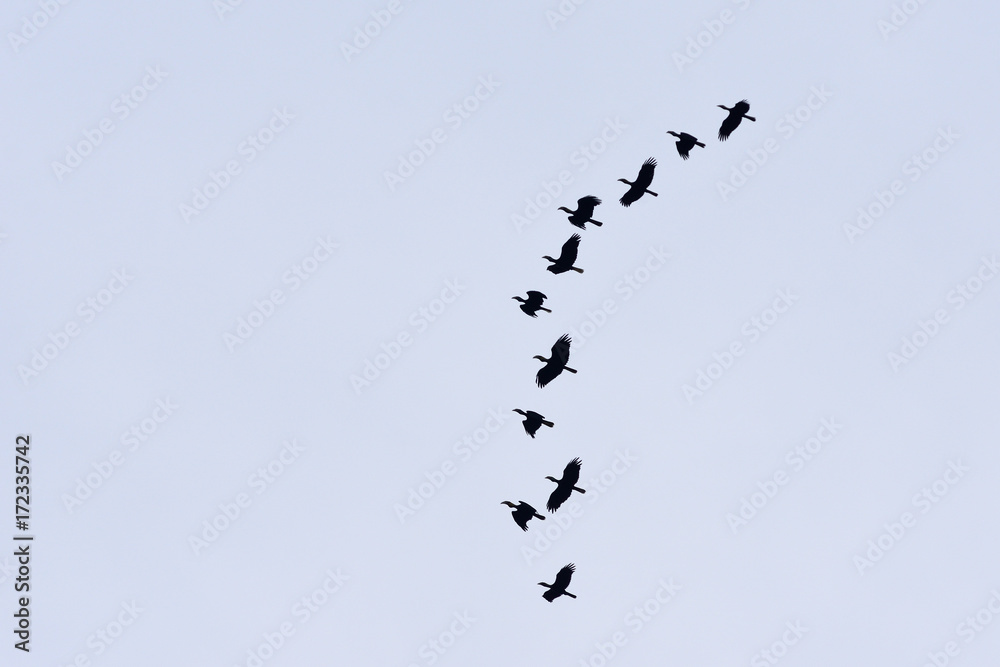 A flocking of Plain-pouched hornbill, Aceros subruficollis, Thailand 