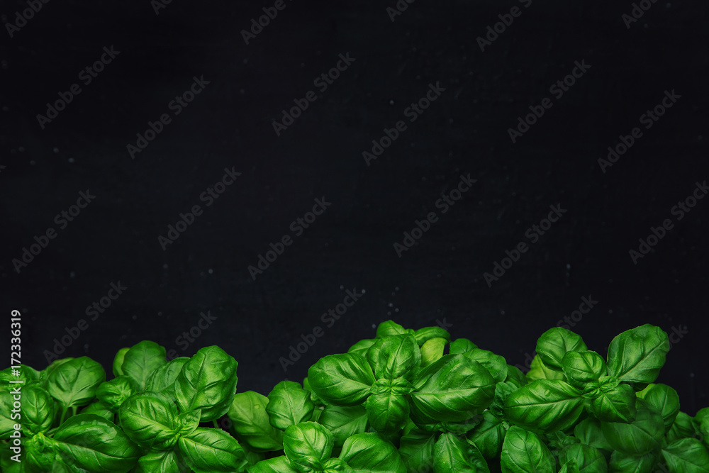 Fresh basil on a dark background. Green basil. Food background. A lot of basil - obrazy, fototapety, plakaty 