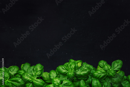 Vászonkép Fresh basil on a dark background