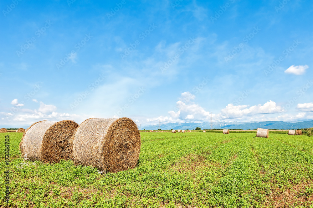 Hay bales in a summer field. Rural landscape.