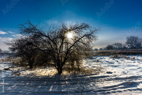 Lonely tree in winter landscape with sunset sky, moody scene © alicja neumiler