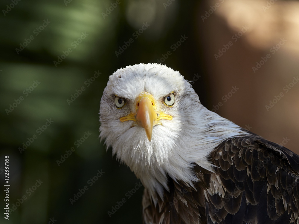 Obraz premium The Bald Eagle (Haliaeetus leucocephalus) portrait