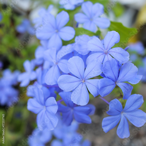 Cape leadwort, White Plumbago , Plumbago auriculata, Beautiful blue flower in garden. 