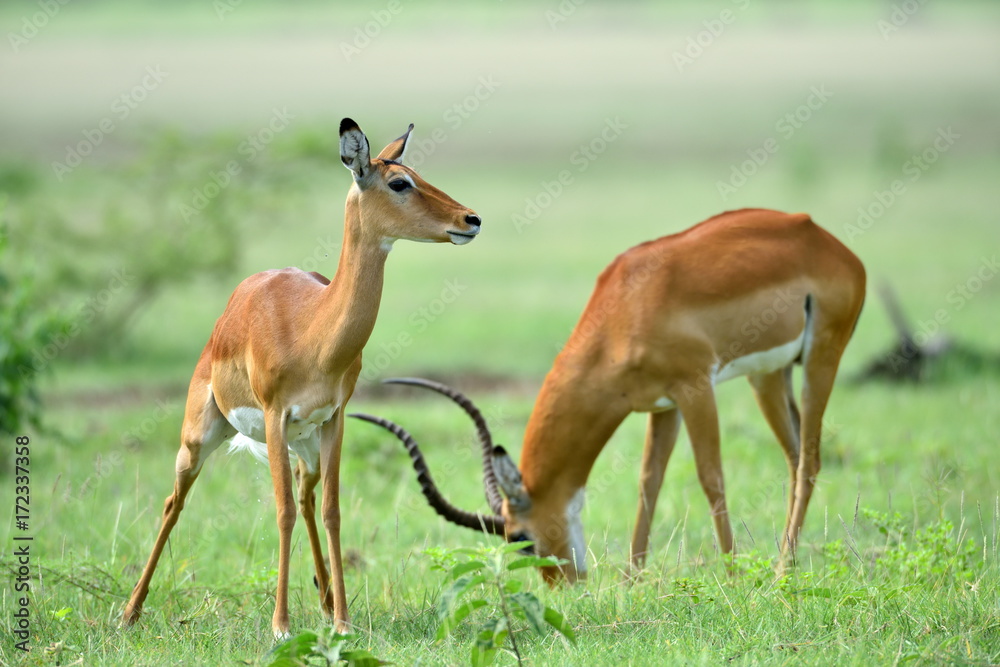 Impala (Aepyceros melampus) in African natural park Impala (Aepyceros melampus) in African natural park