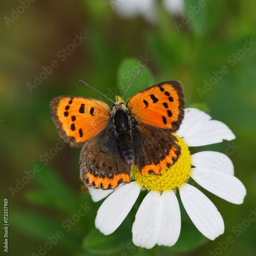 butterfly (lycaena dispar) in natural habitat , sitting on white flower