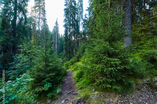 Pine forest and hiking trail in the mountains