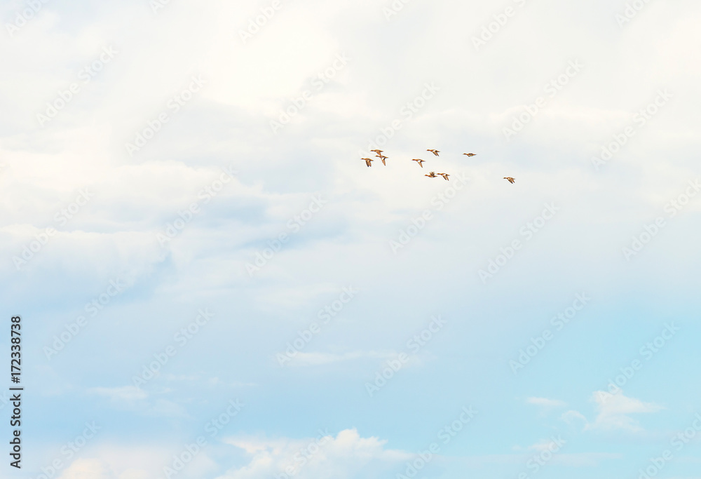 Geese flying in a blue cloudy sky in sunlight in summer
