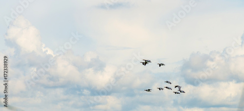 Geese flying in a blue cloudy sky in sunlight in summer