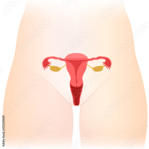 uterus