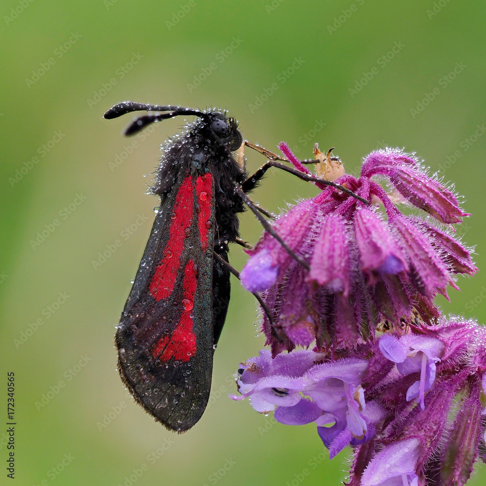 Obraz premium Transparent Burnet moth (Zygaena purpuralis) on purple flower