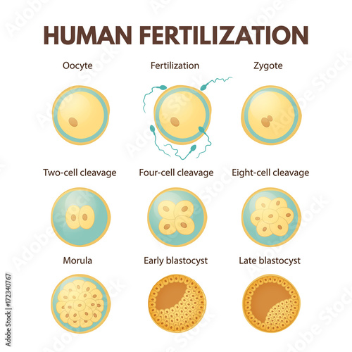 Human fertilization