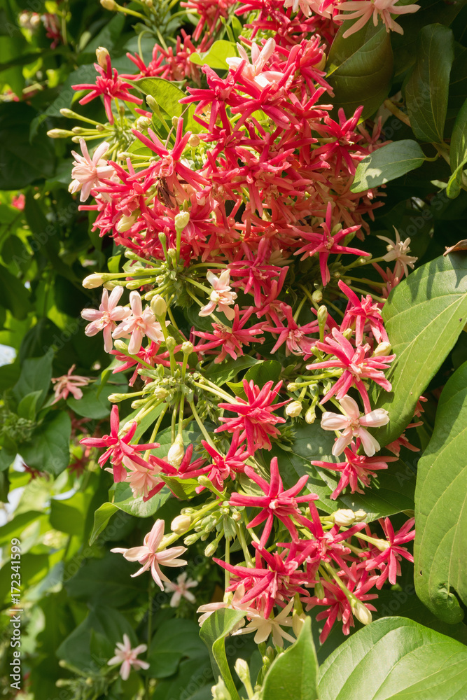 Chinese honey Suckle flower, Rangoon creeper flower Chinese honey Suckle flower, Rangoon creeper flower