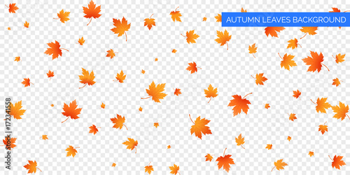 Autumn falling leaves on transparent background. Vector autumnal foliage fall of maple leaves. Autumn background design photo