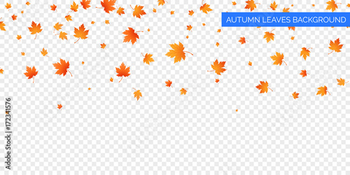 Autumn falling leaves on transparent background. Vector autumnal foliage fall of maple leaves. Autumn background design