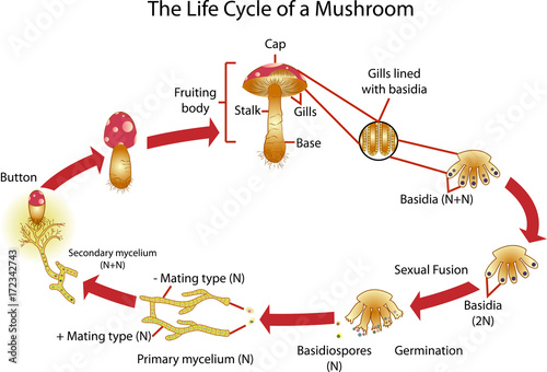 Vector of Mushroom Life cycle