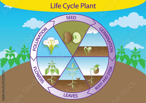 Vector of life cycle plant