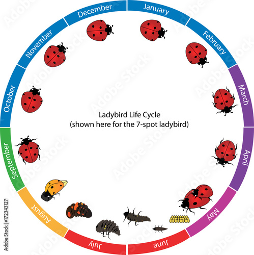 Vector Life cycle of lady bird